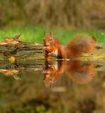 Eekhoorn / Squirrel (Hut Espelo)