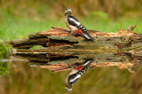 Specht / Woodpecker