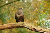 Roofvogels / Falconiformes
