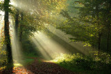 Zonneharp / Solar Harp (Landgoed Twickel-Delden)