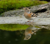 Keep / Brambling (hut Arjan Troost)