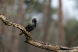 Spreeuw / Common Starling (hut Arjan Troost)