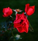 DSCF7375.JPG