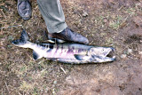 Dog Salmon