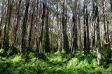 5286-paperbark-forest.jpg