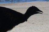7714-etty-bay.jpg