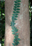 P8291152-daintree.jpg