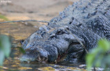 Estuarine Crocodile