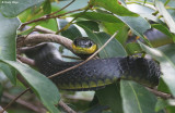 8050-daintree.jpg