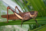 Giant Grasshopper