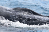 5683-humpback-whale.jpg