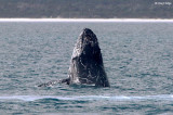 5785b-humpback-whale.jpg