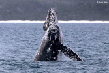 5787b-humpback-whale2.jpg