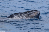 8986-humpback-whale.jpg
