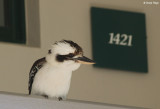 6286-kookaburra.jpg