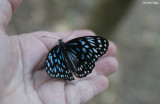 Butterfly Forest