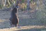 6758-wallaby.jpg