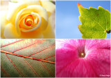 FLORA & NATURE