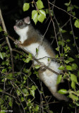 Possums