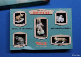 Wade Whimsies North American Animals