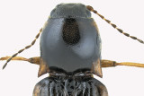 Click beetle - Oestodes tenuicollis sp4 2 m18