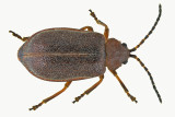 Leaf Beetle - Pyrrhalta viburni sp2 1 m18