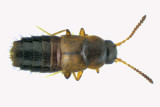 Rove Beetle sp2 m18