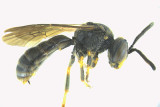 Masked Bee - Hylaeus sp2 1 m18