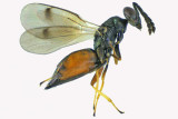 Eulophidae - Subfamily Eulophinae sp2 m18