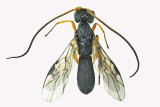 Braconid Wasp - Ascogaster sp 1 m18