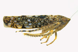 Leafhopper - Prescottia lobata sp2 2 m18