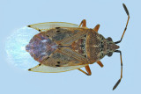 Seed bug - Kleidocerys resedae m18