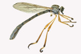 Robber Fly - Leptogaster flavipes 1 m18