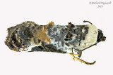 3510 - Snowy-shouldered Acleris Moth - Acleris nivisellana m19 