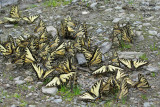 4176 - Canadian tiger swallowtail - Papillon tigr du Canada m9
