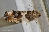 2769 - Poplar Leafroller Moth - Pseudosciaphila duplex 2 m9