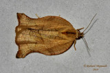 3658 - Omnivorous Leafroller Moth - Archips purpurana m10