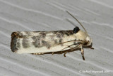 1011 - Schlaegers Fruitworm Moth - Antaeotricha schlaegeri 1 m9