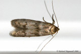 1253 - Scavenger Moths - Blastobasinae m8