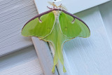 7758 - Luna Moth - Actias luna m19 