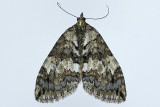 7236 - Renounced Hydriomena Moth - Hydriomena renunciata m19