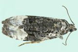 2755 - Funereal Apotomis Moth - Apotomis funerea m19 