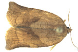 3635 - Oblique-banded Leafroller Moth - Choristoneura rosaceana m19