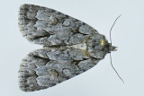 9212 - Gray Dagger Moth - Acronicta grisea m19 