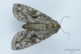 10929 - Eurois occulta - Great Brocade Moth m15