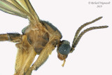 Fungus Gnat - Keroplatidae - Tribe Orfeliini 2 m19 