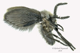 Moth fly sp1 m19 