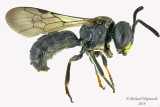 Masked Bee - Hylaeus sp4 1 m19 