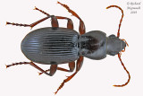 Woodland Ground Beetle - Pterostichus tristis 1 m19 