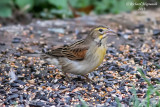 Dickcissel dAmrique - Dickcissel m19 